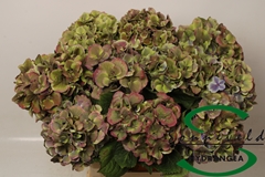Hydrangea Harlekijn Classic 60cm 14-16cm Hd