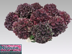 Hydrangea Dark Ruby Classic 40cm 14-16cm Hd