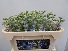 Delphinium Double Dewi Boy 65cm