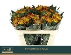 Chrysanth Single Fuego 70cm 100gr.