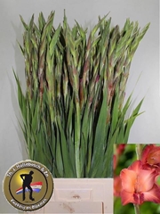 Gladiolus Indian Summer 90cm 120gr.