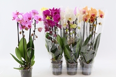 Phalaenopsis Cascade 12Ø 45cm 2st