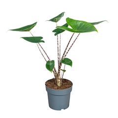Alocasia Zebrina 14Ø 60cm