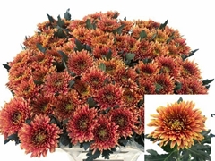 Chrysanth Single Tula Carmella 80cm 100gr.