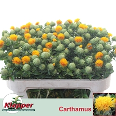 Carthamus Zanzibar 70cm