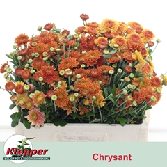 Chrysanth Spray Blenda 45cm 45gr.