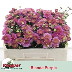 Chrysanth Spray Blenda Purper 45cm 40gr.