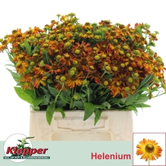 Helenium Orange Beauty 40cm