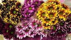 Chrysanth Spray Mix 70cm 75gr.