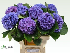 Hydrangea Royal Love 60cm 14-16cm Hd