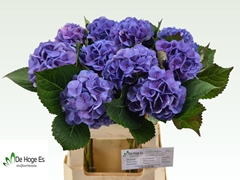 Hydrangea Royal Love 60cm 9-11cm Hd