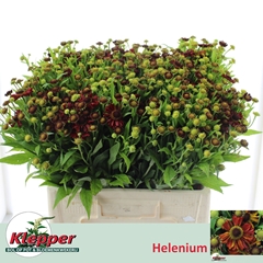 Helenium Autumn Fire 60cm
