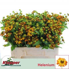 Helenium Orange Beauty 55cm