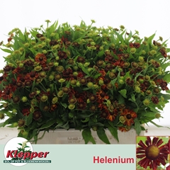 Helenium Autumn Fire 60cm