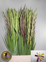 Gladiolus Mixed 100cm 150gr.