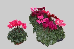 Cyclamen Super Serie Carino 10Ø 23cm