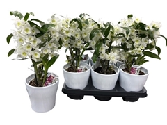 Dendrobium Nobile Cultivars 12Ø 35cm 2st
