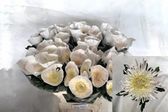 Chrysanth Single Spider Spivio 80cm 85gr.
