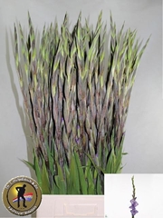 Gladiolus Milka 110cm 140gr.