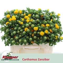 Carthamus Zanzibar 50cm
