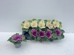 Brassica Oleracea 9Ø 15cm