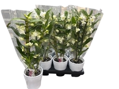 Dendrobium Star Class Apollon 12Ø 45cm 2st