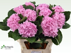 Hydrangea Verena 80cm 18-20cm Hd