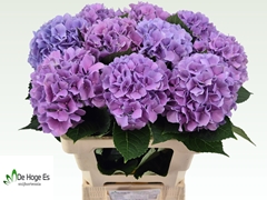 Hydrangea Royal Benefit 60cm 15-17cm Hd