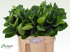 Hydrangea Leaf 60cm