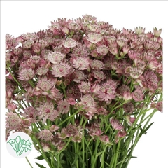 Astrantia Star Of Africa 70cm