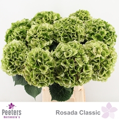 Hydrangea My Beautiful Rosada 65cm 18-20cm Hd
