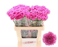 Dianthus Single Farida 60cm
