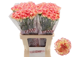 Dianthus Single Lorca 65cm