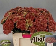 Sedum Herbstfreude 55cm