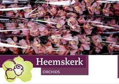 Cymbidium Salm Delight 80cm