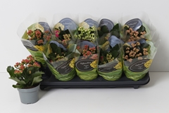 Kalanchoe Double Perfecta Mix 10Ø 22cm