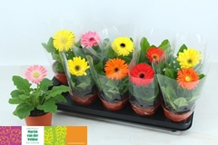 Gerbera Mix 12Ø 22cm