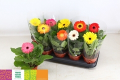 Gerbera Mix 12Ø 25cm
