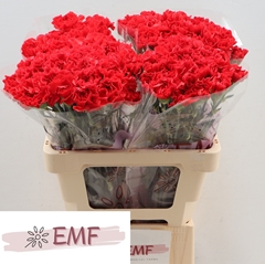 Dianthus Single Grand Slam 60cm