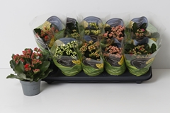 Kalanchoe Double Perfecta Mix 10Ø 22cm