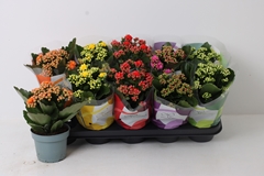 Kalanchoe Double Perfecta Mix 12Ø 24cm