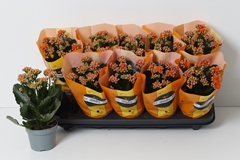 Kalanchoe Double Perfecta Orange 10Ø 24cm