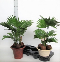 Livistona Rotundifolia 23Ø 70cm