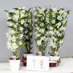 Dendrobium Star Class Apollon 12Ø 60cm 2st