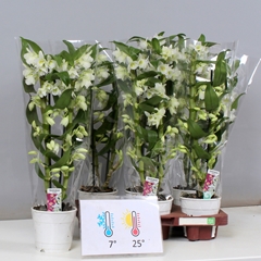 Dendrobium Star Class Apollon 12Ø 55cm 2st