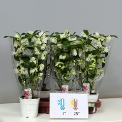 Dendrobium Star Class Apollon 12Ø 45cm 2st