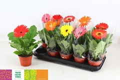 Gerbera Mix 12Ø 27cm