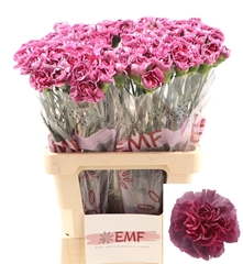 Dianthus Single Hypnosis 65cm