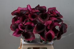 Zantedeschia Rudolph 60cm