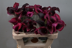 Zantedeschia Rudolph 50cm
